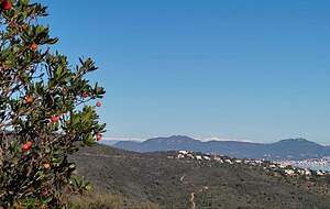 Vallon de la Gaillarde : mimosas et littoral