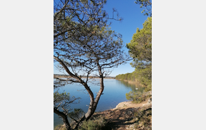 Bassin de Réaltor - Les oiseaux