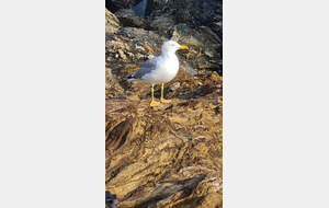 J2 Presqu'île de Giens OUEST - COMPLET