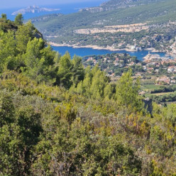 La couronne de Charlemagne Cassis