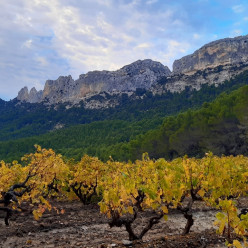 Les dentelles de Montmirail - Philippe H.